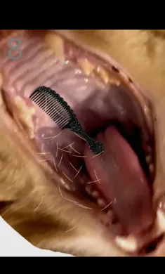 ��è��ë2026�ֻ����ͼ3